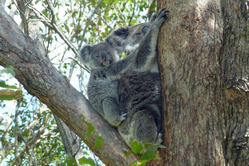 30 koala and baby.jpg