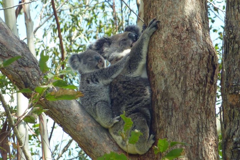 Koala and baby at home.jpg