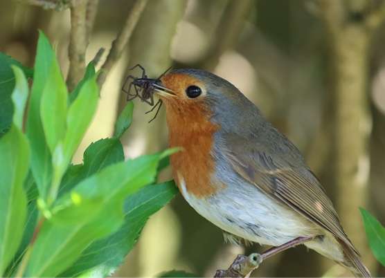 Robin 1
