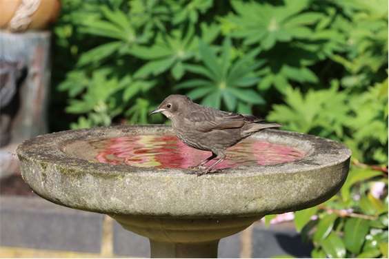 Starling 1