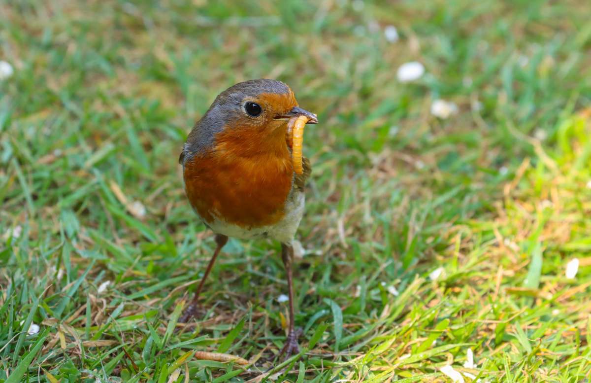 Robin 3