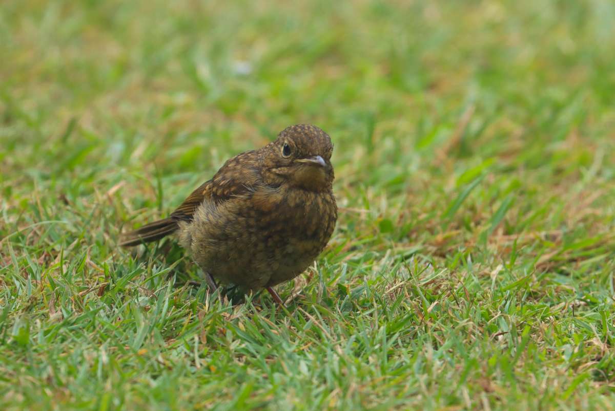 Robin 2
