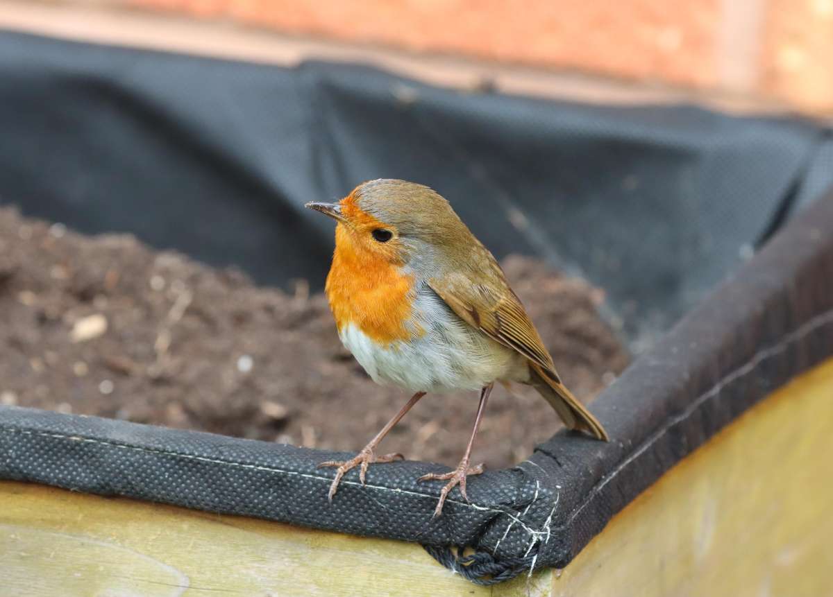 Robin 1