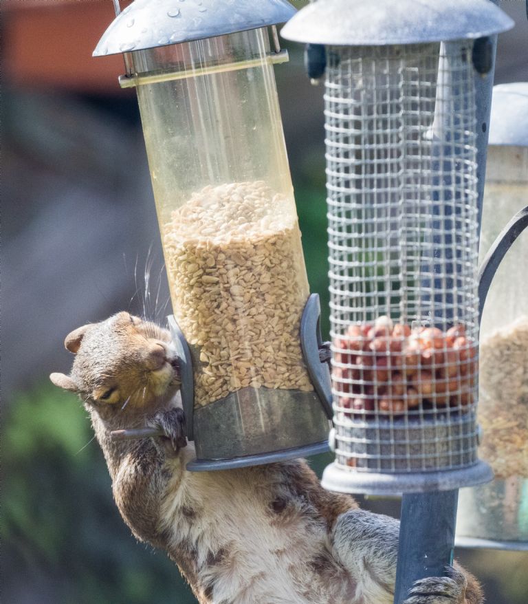 squirrel on feeder.jpg squirrel on feeder.jpg