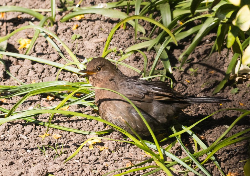 mrs blackbird.jpg mrs blackbird.jpg