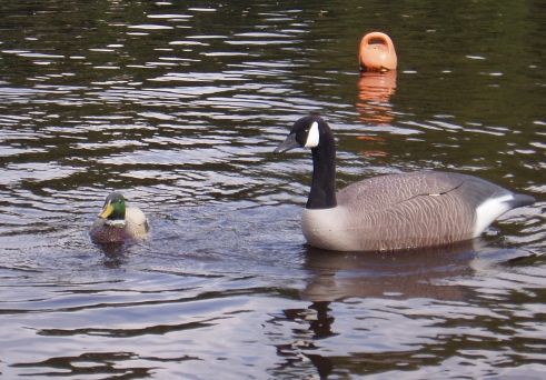 http://www.modelboats.co.uk/wp-content/uploads/sites/5/images/member_albums/2674/birds_of_a_feather_flock_together.JPG